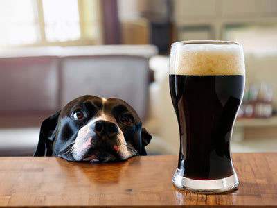Stout Beer All Grain Beer Recipe Kit Dog Snout